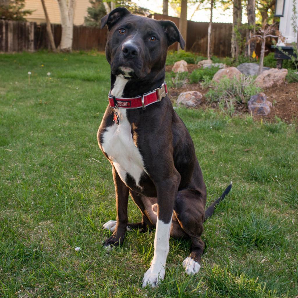 Pinyon Pine aka Dipper, Adoptable, Senior Male Pit Bull Terrier & Labrador Retriever.