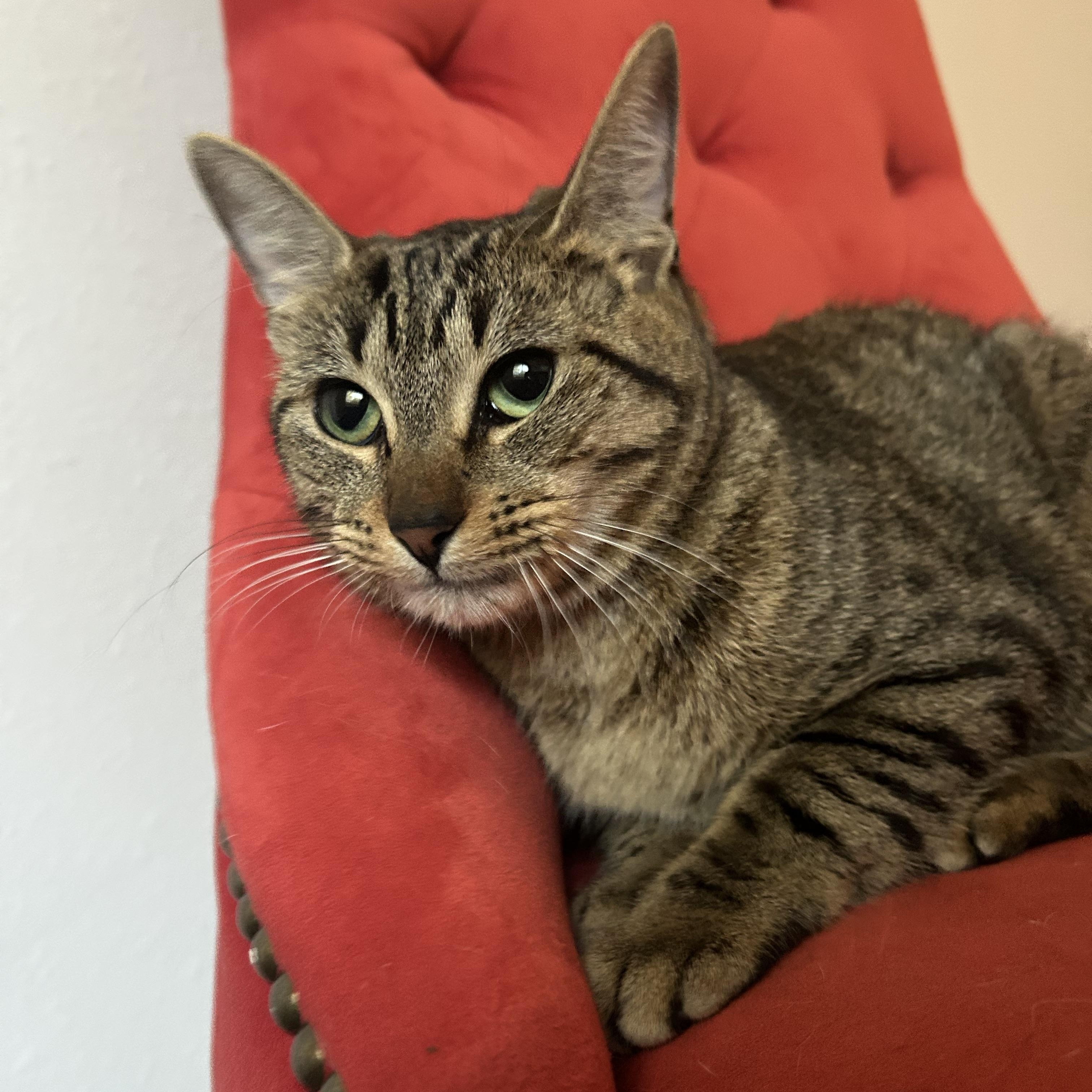 Enlarge MAIRA, a Adoptable mixed breed in Portland, OR image 4/6