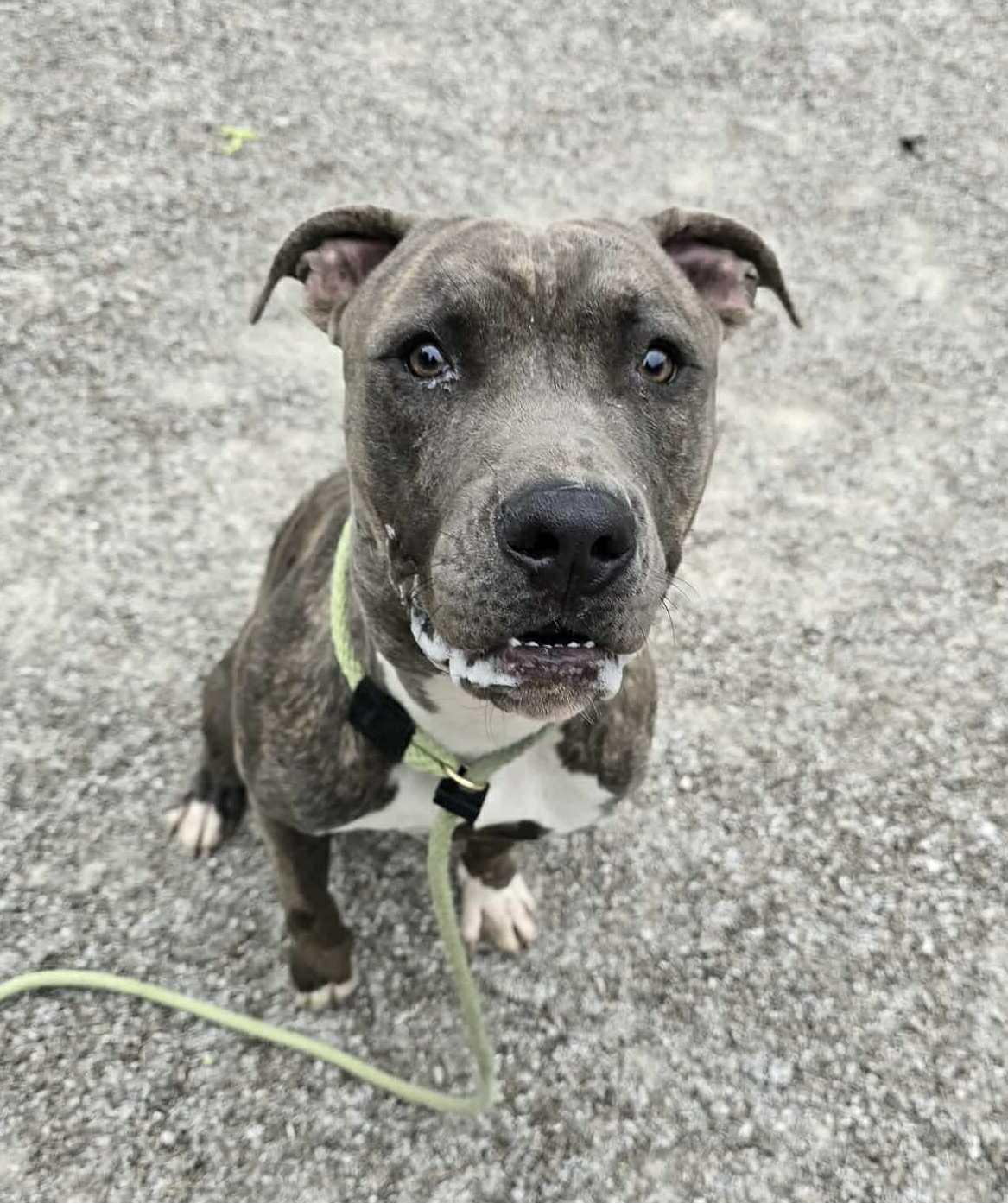 Enlarge Harvest (in a FOSTER home), a Adoptable mixed breed in Springfield, IL image 2/3