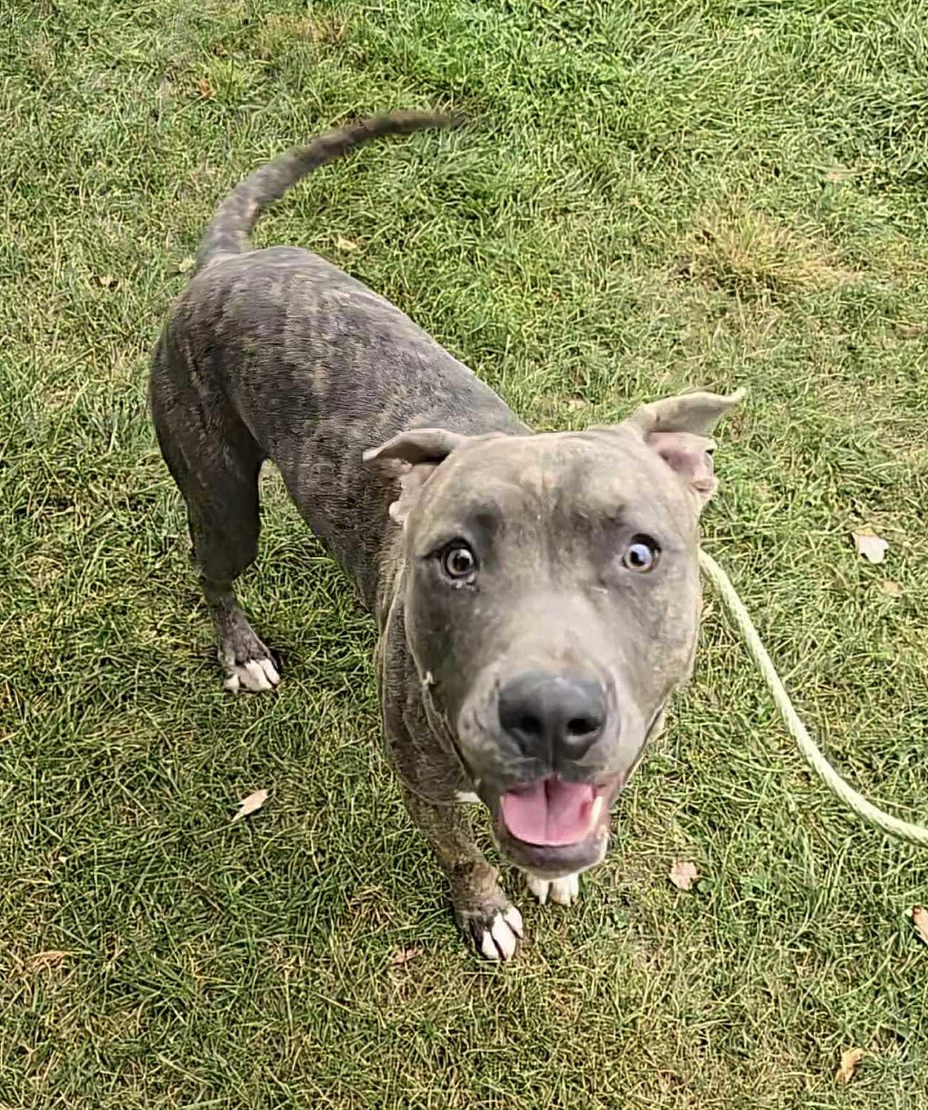 Enlarge Harvest (in a FOSTER home), a Adoptable mixed breed in Springfield, IL image 3/3