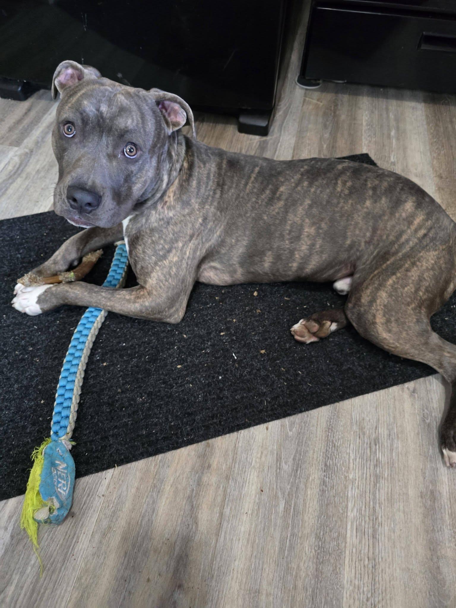 Harvest (in a FOSTER home), Adoptable, Adult Male Pit Bull Terrier.