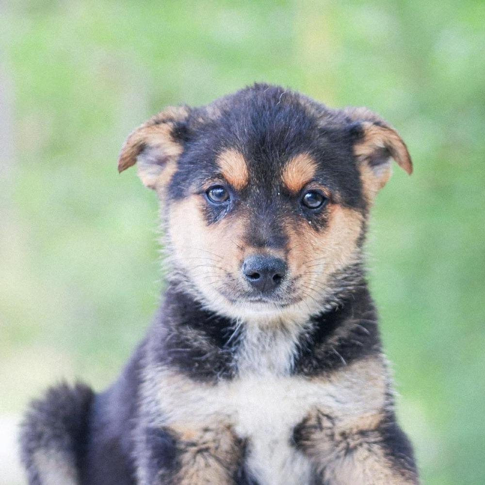 Dr. King, Adoptable, Puppy Female Mixed Breed.