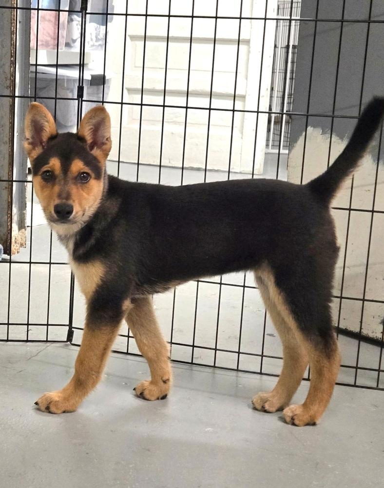 Enlarge Dr. King, a Adoptable mixed breed in Groveland, MA image 2/5