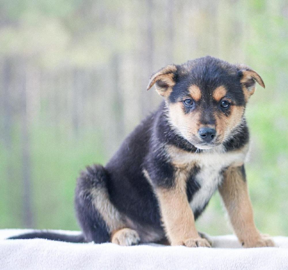 Enlarge Dr. King, a Adoptable mixed breed in Groveland, MA image 3/5