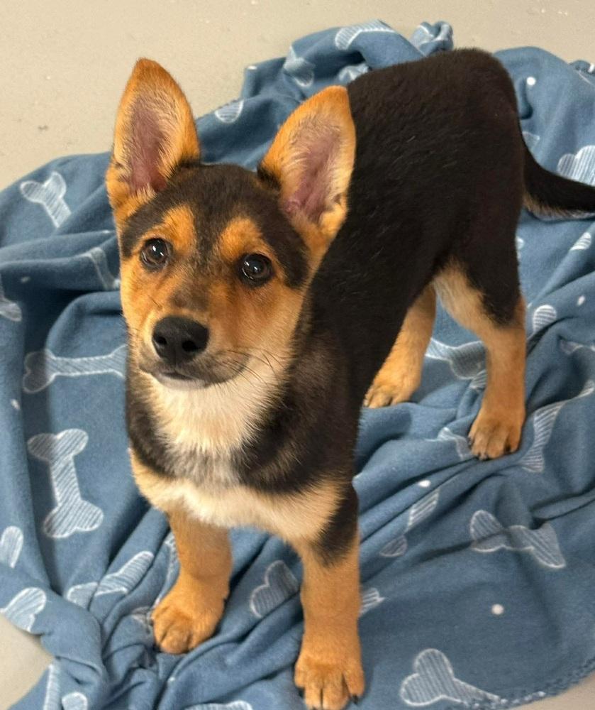 Enlarge Dr. King, a Adoptable mixed breed in Groveland, MA image 4/5