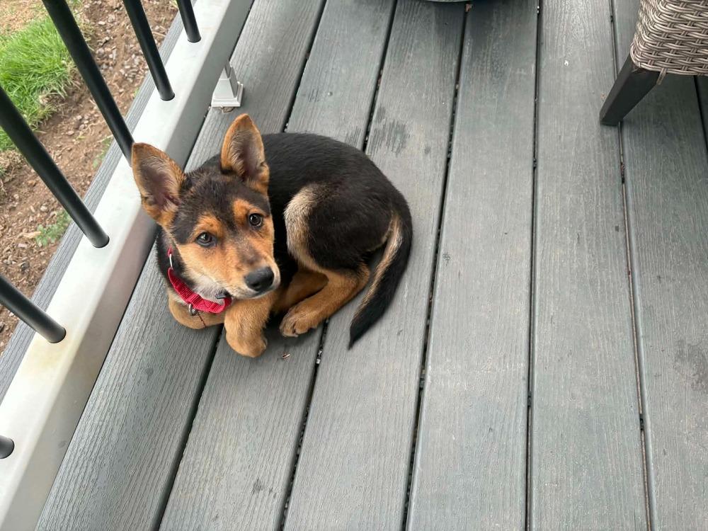 Dr. King, a Adoptable mixed breed in Groveland, MA image 4/6