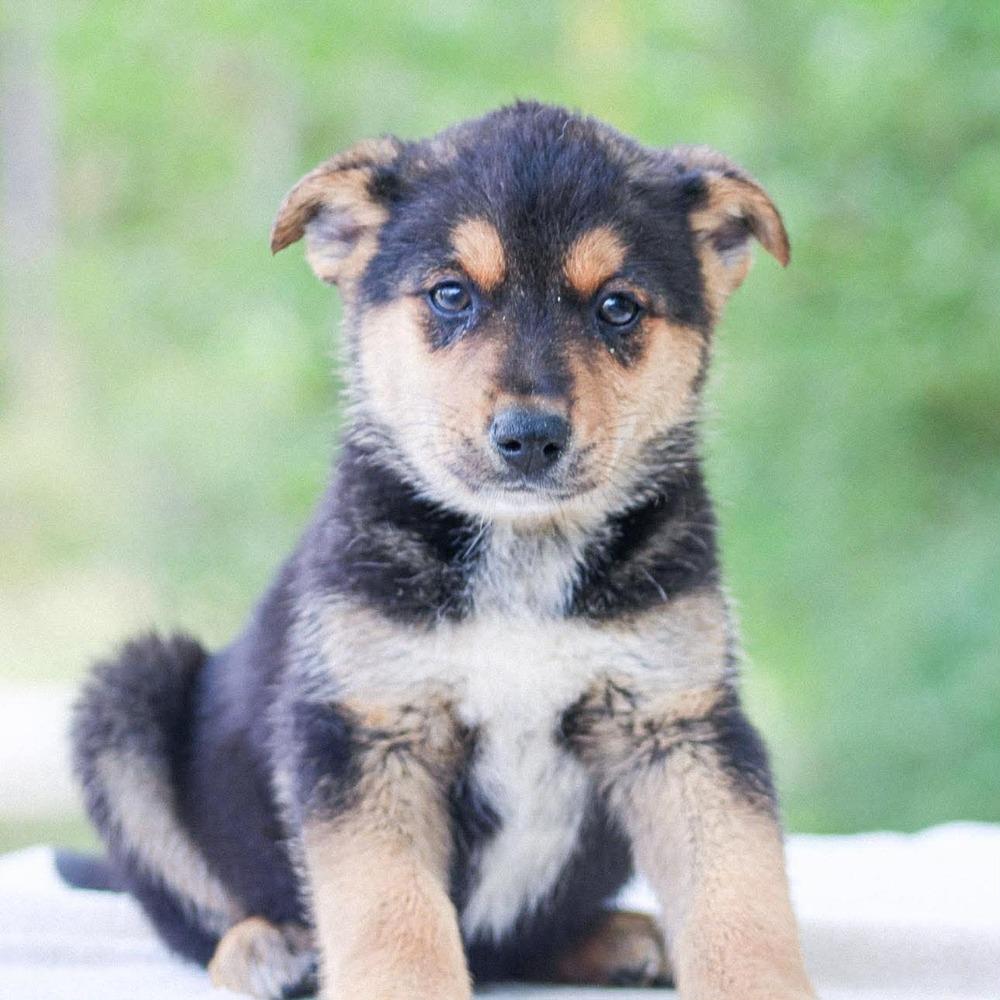 Enlarge Dr. King, a Adoptable mixed breed in Groveland, MA image 5/5