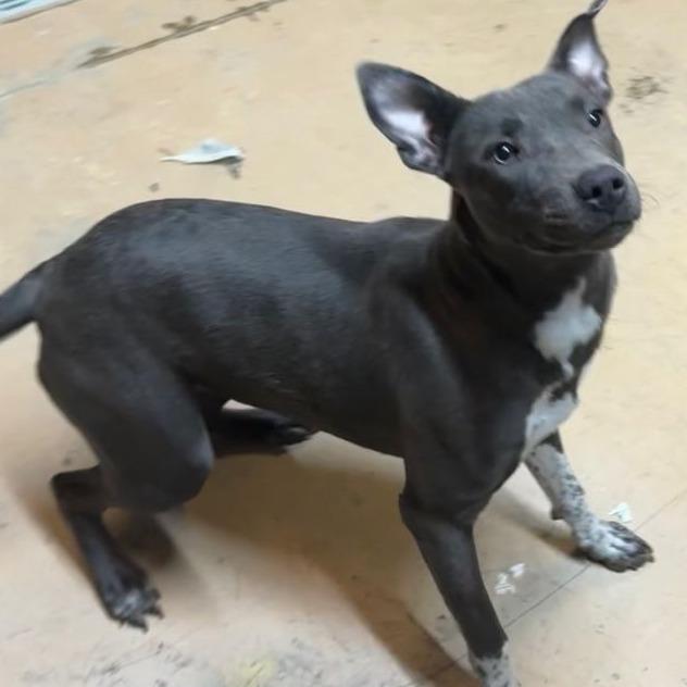 Enlarge ELM 51 (Autumn), a Adoptable Mixed Breed in Gadsden, AL image 1/3