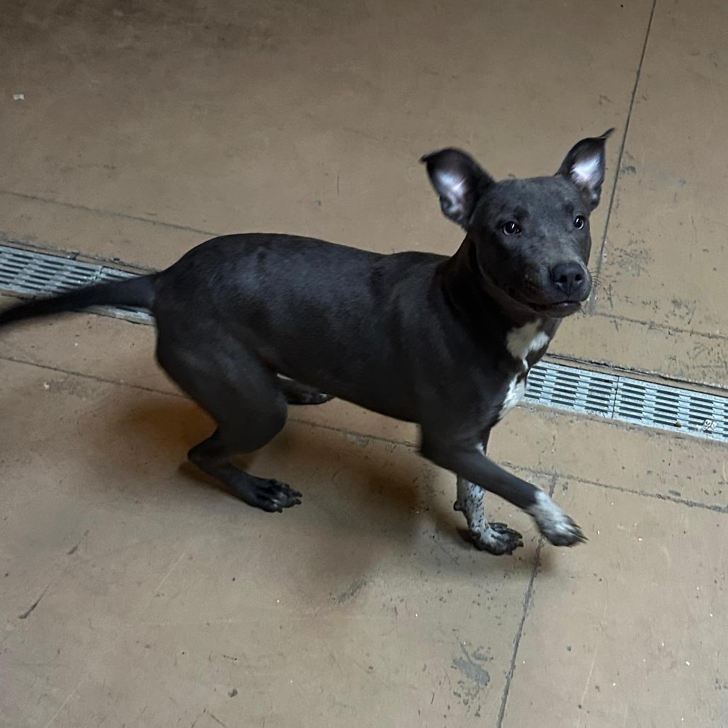 Enlarge ELM 51 (Autumn), a Adoptable Mixed Breed in Gadsden, AL image 2/3