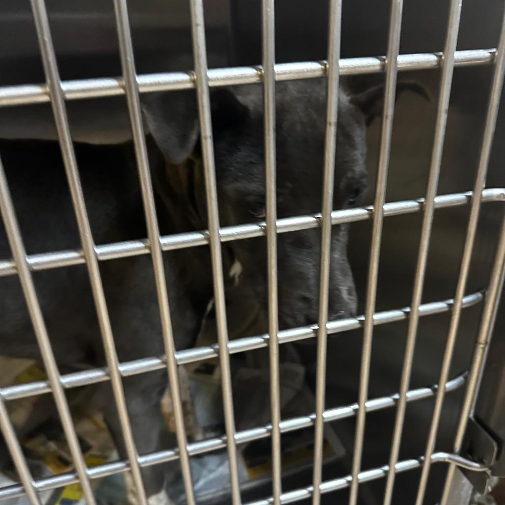 Enlarge ELM 51 (Autumn), a Adoptable Mixed Breed in Gadsden, AL image 3/3