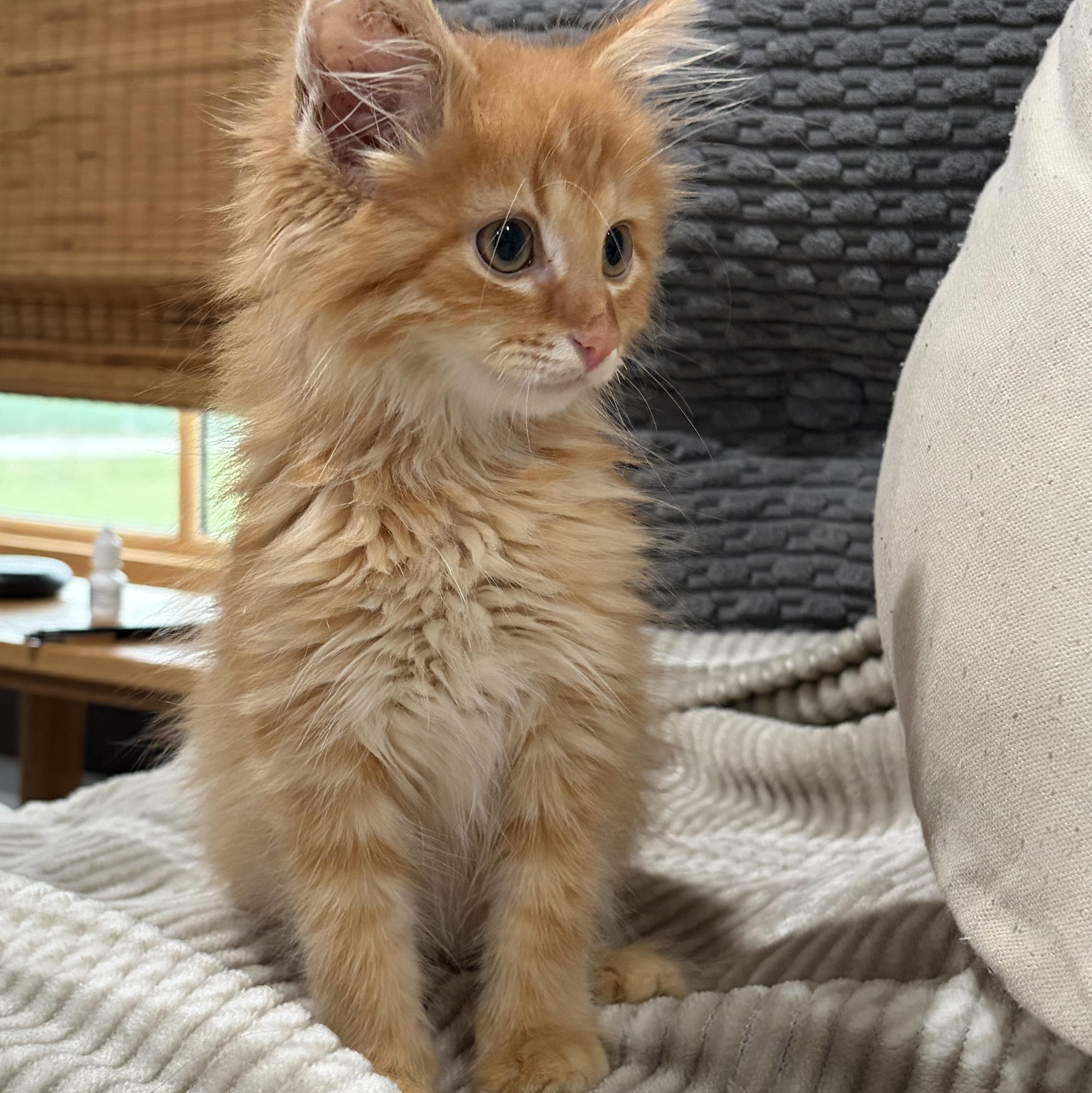 Enlarge Peter, an adopted Domestic Long Hair in brant, MI image 2/4
