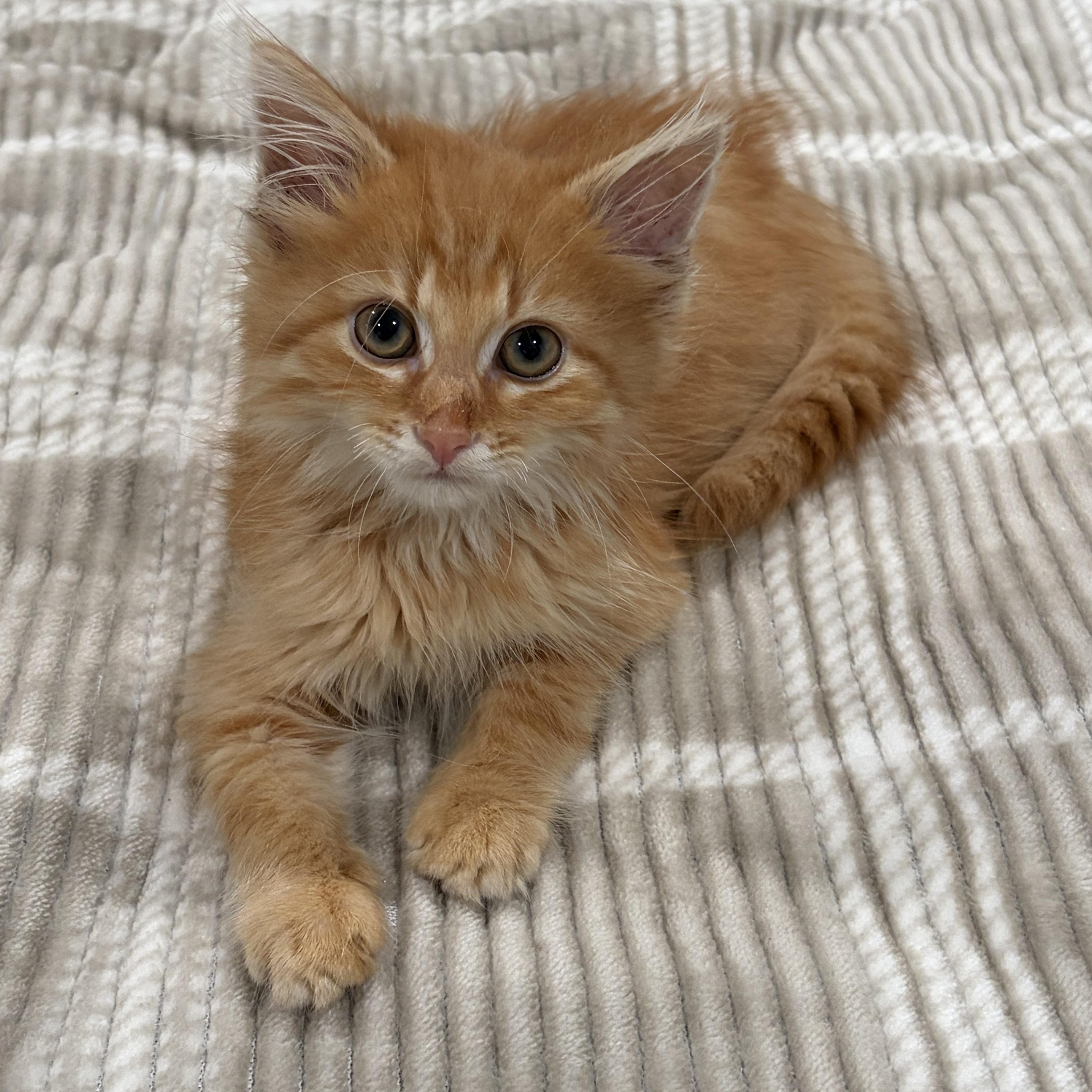Enlarge Peter, an adopted Domestic Long Hair in brant, MI image 4/4