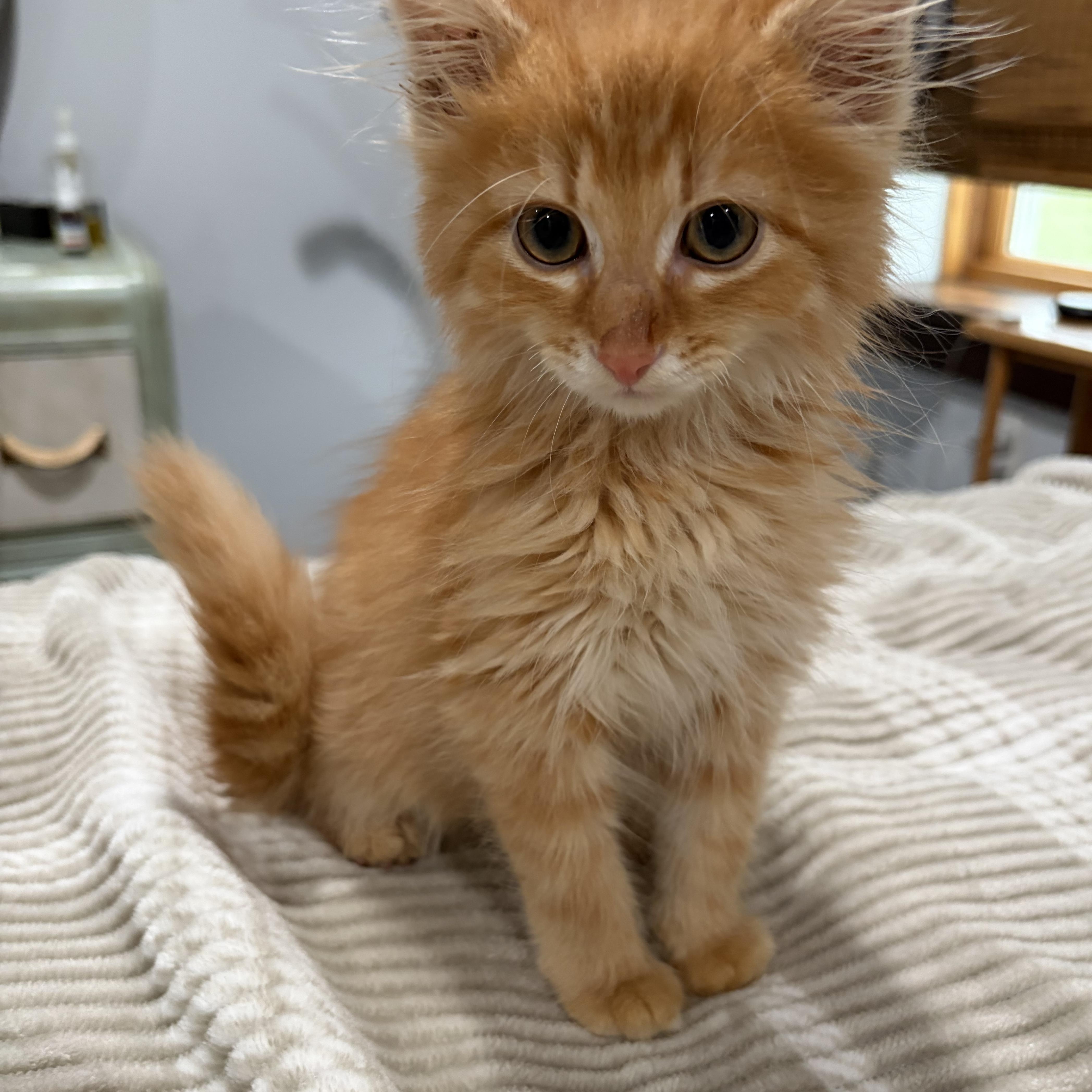 Enlarge Peter, an adopted Domestic Long Hair in brant, MI image 3/4