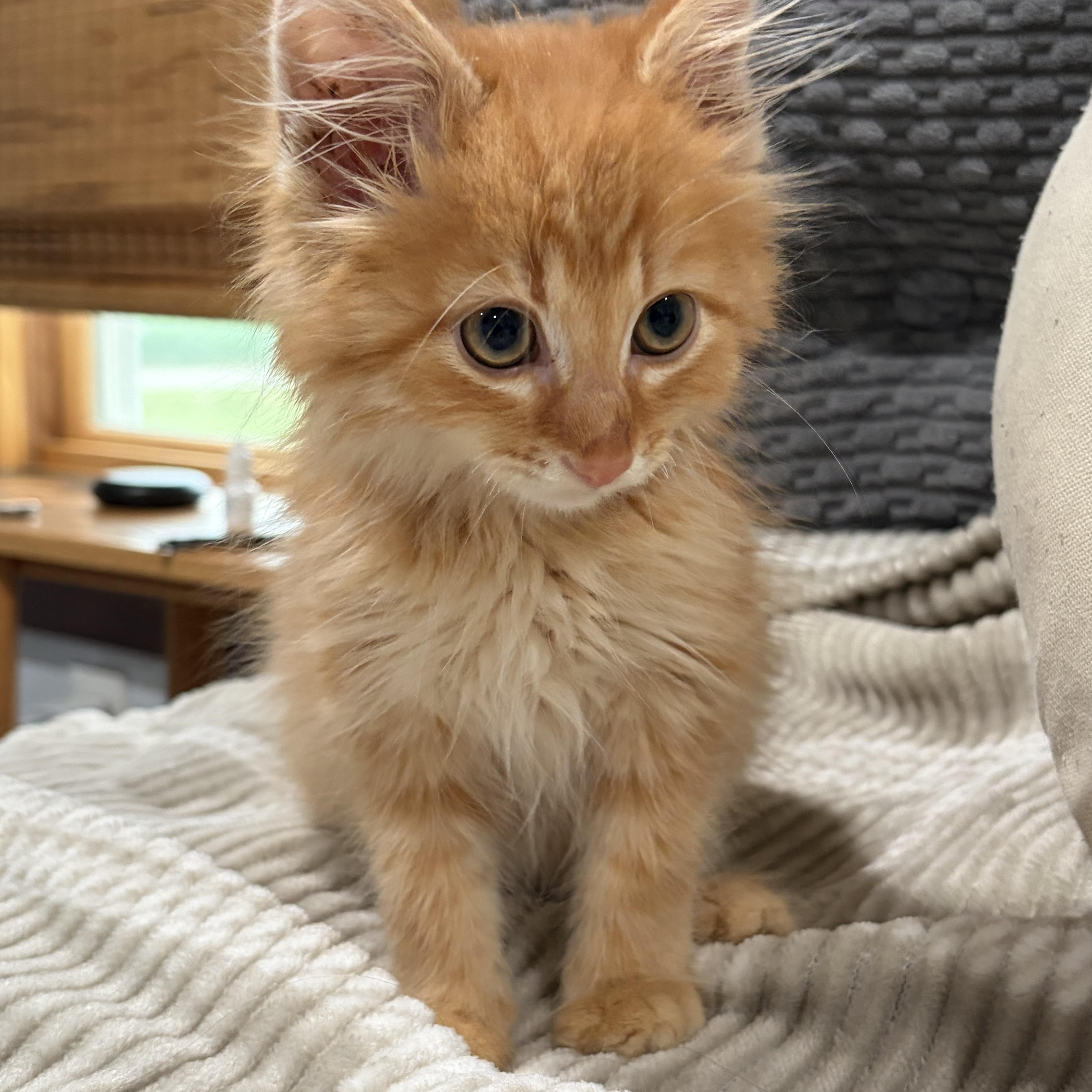 Peter, adopted, Kitten Male Domestic Long Hair.