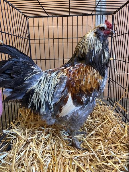 Enlarge Enzo, a Adoptable mixed breed in Monterey, CA image 1/1