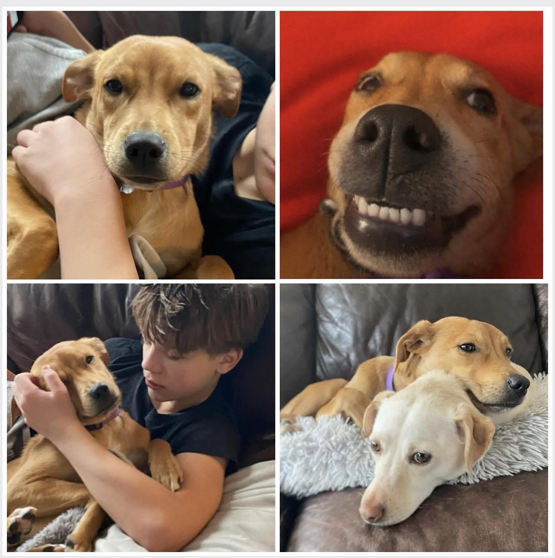 Enlarge Chilli 4494, a Adopted Labrador Retriever in Pickering, ON image 1/3