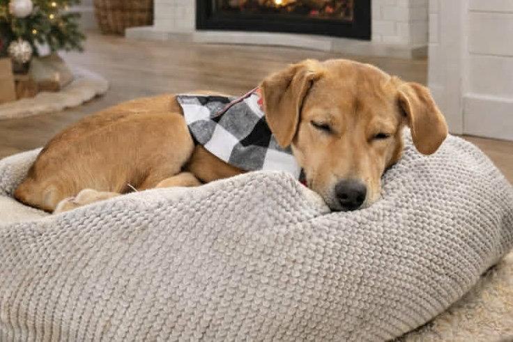 Enlarge Chilli 4494, a Adopted Labrador Retriever in Pickering, ON image 2/3