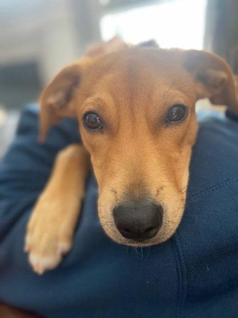 Enlarge Chilli 4494, a Adopted Labrador Retriever in Pickering, ON image 3/3