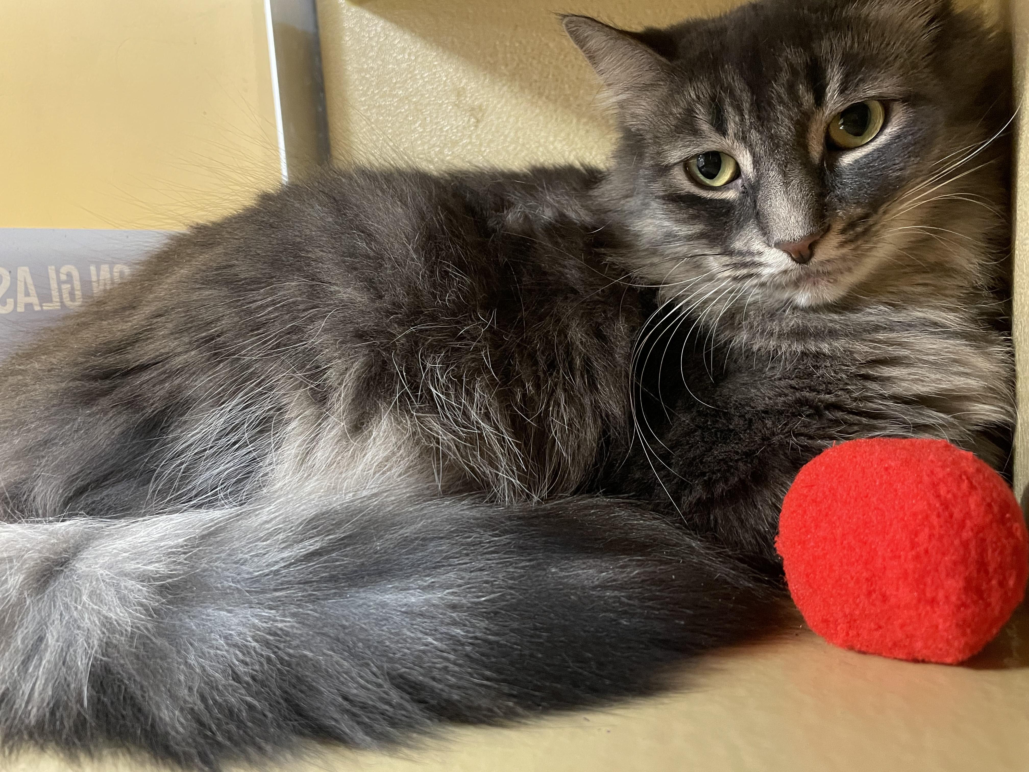 Enlarge Princess, a Adoptable Domestic Medium Hair in Scarborough, ON image 1/6