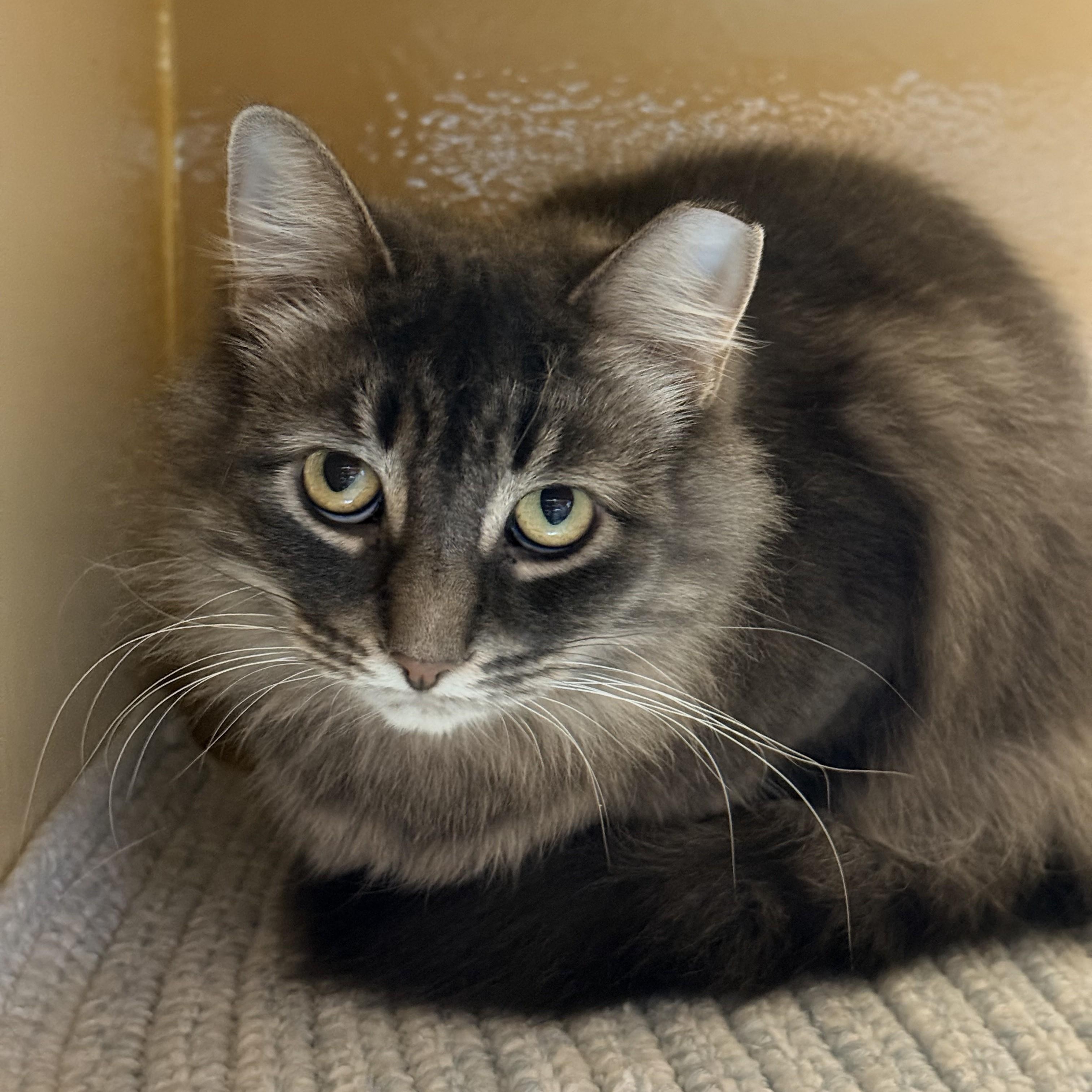 Princess, Adoptable, Adult Female Domestic Medium Hair.