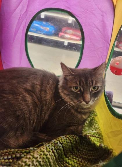 Princess, a Adoptable Domestic Short Hair in Scarborough, ON image 2/3