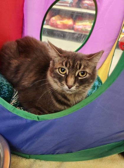 Princess, Adoptable, Adult Female Domestic Short Hair.