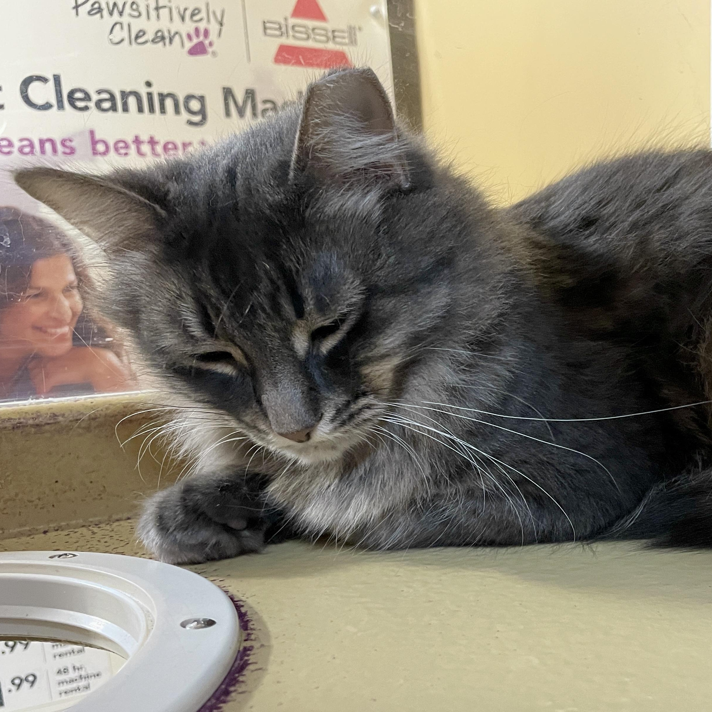 Enlarge Princess, a Adoptable Domestic Medium Hair in Scarborough, ON image 4/6