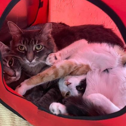 Enlarge Princess, a Adoptable Domestic Medium Hair in Scarborough, ON image 6/6