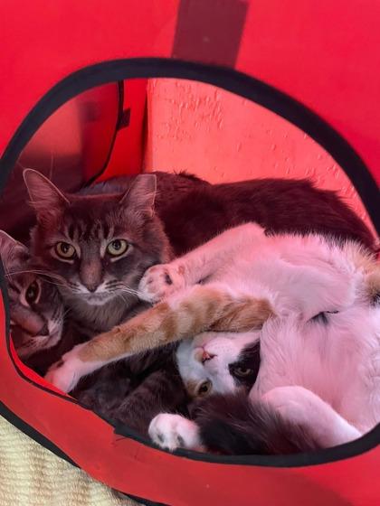 Princess, a Adoptable Domestic Short Hair in Scarborough, ON image 3/3