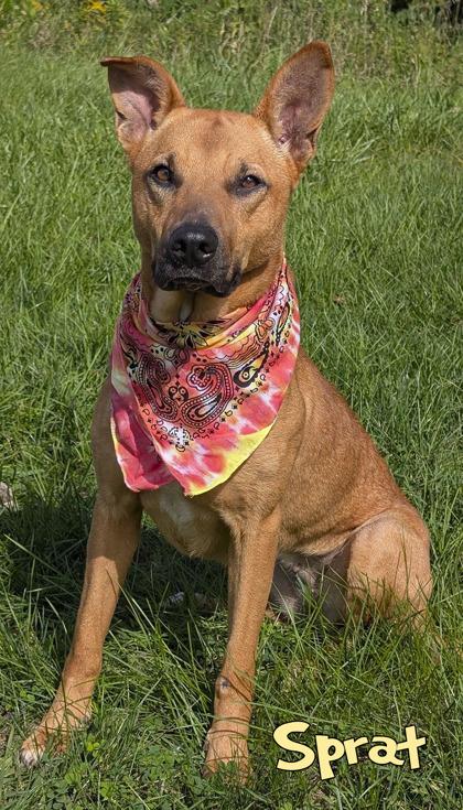 Sprat, Adoptable, Adult Female Shepherd & Mixed Breed.