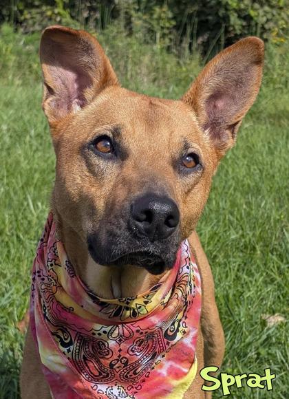 Enlarge Sprat, a Adoptable mixed breed in Mason, MI image 2/3