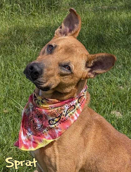 Enlarge Sprat, a Adoptable mixed breed in Mason, MI image 3/3