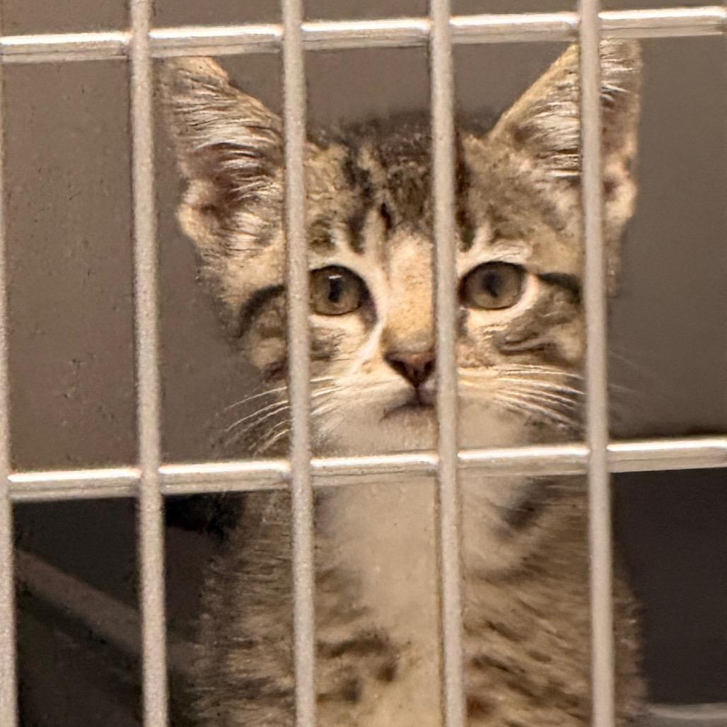Scar, Adoptable, Kitten Male American Shorthair.