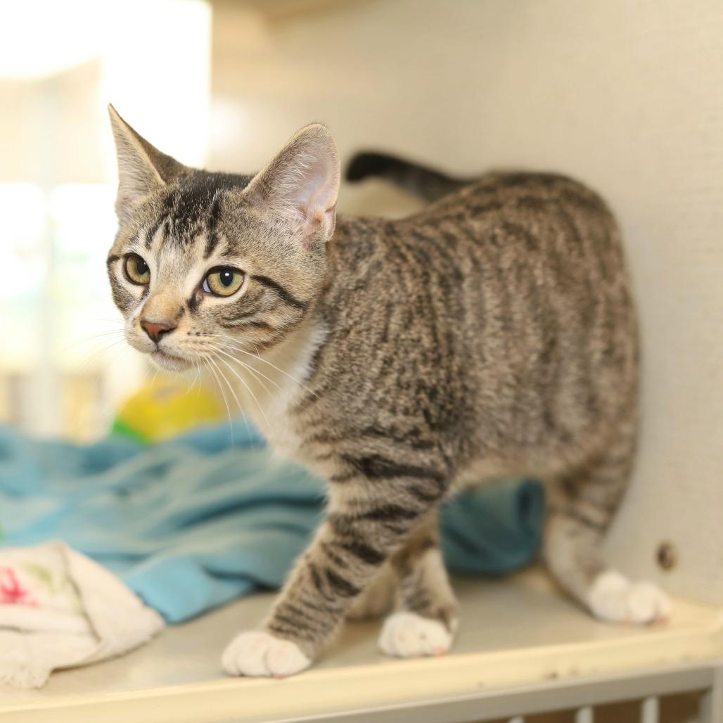 Enlarge Scar, a Adoptable American Shorthair in Evansville, IN image 2/2