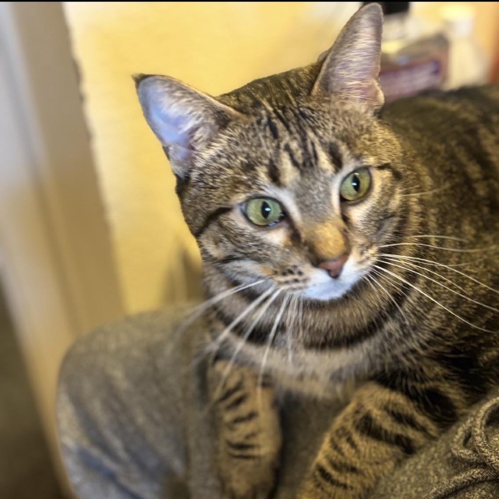 Veronicat, Adoptable, Adult Female Domestic Short Hair.