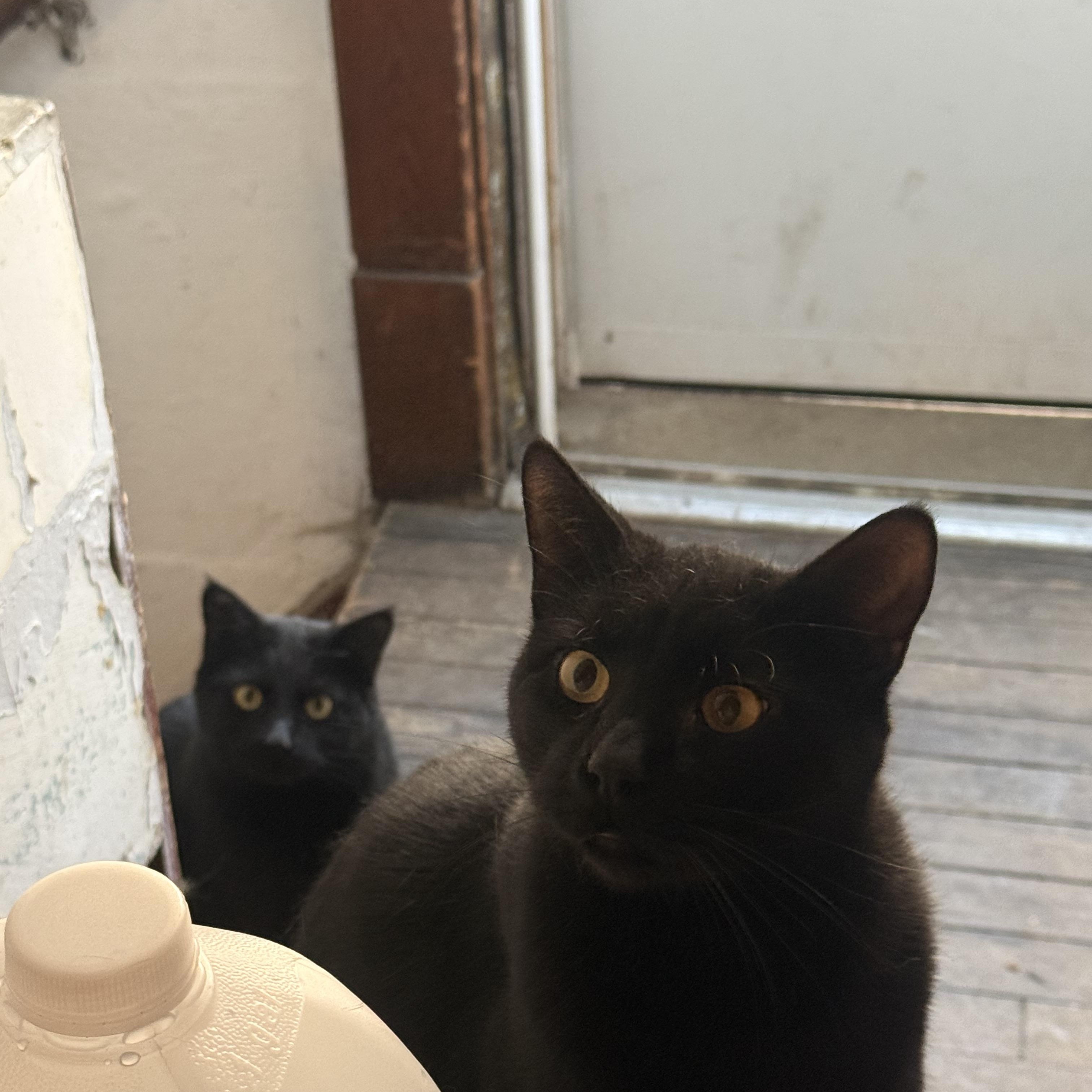 Polly & Esther , ADOPTABLE, Adult Female American Shorthair.