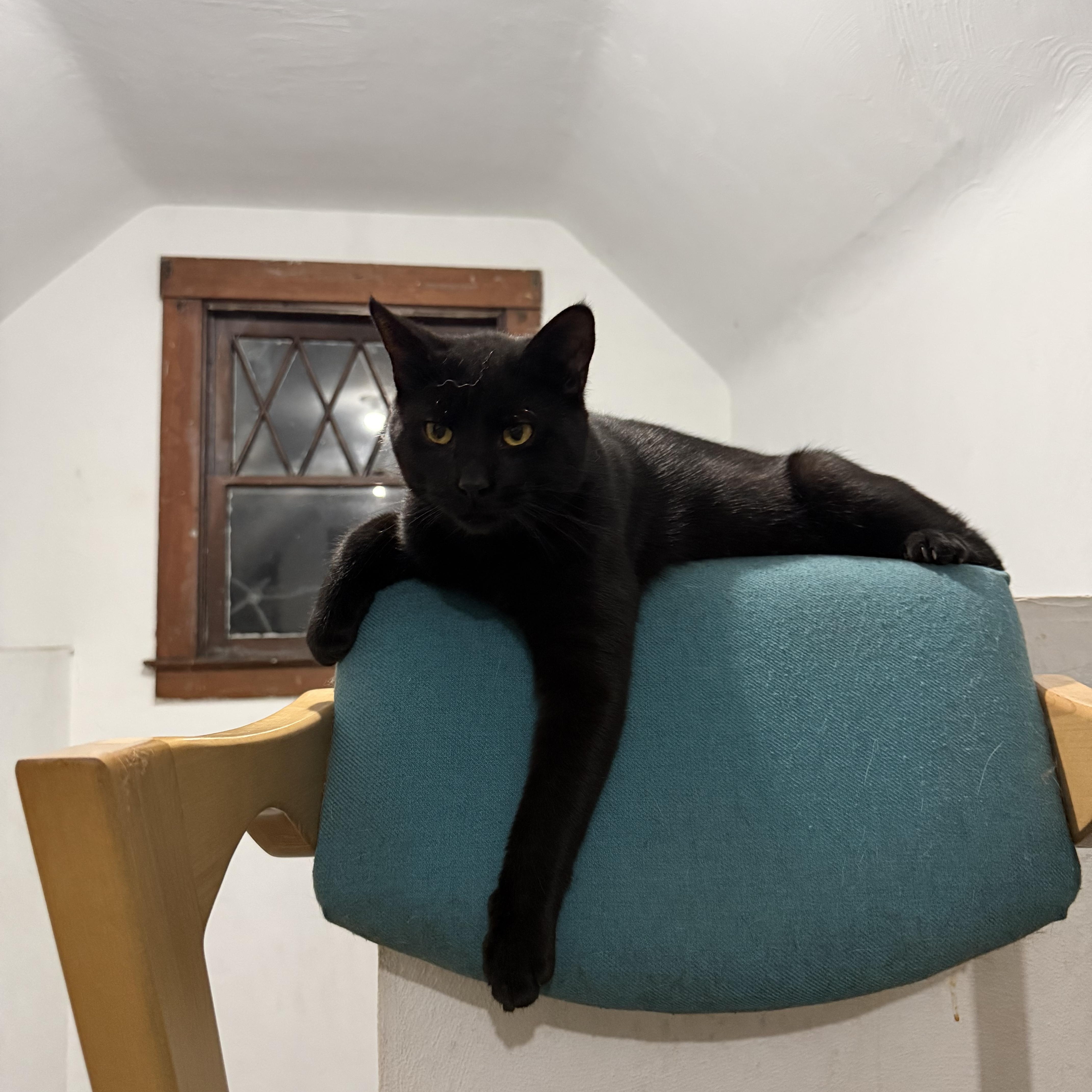 Enlarge Polly & Esther , a Adoptable American Shorthair in New Kensington, PA image 2/2