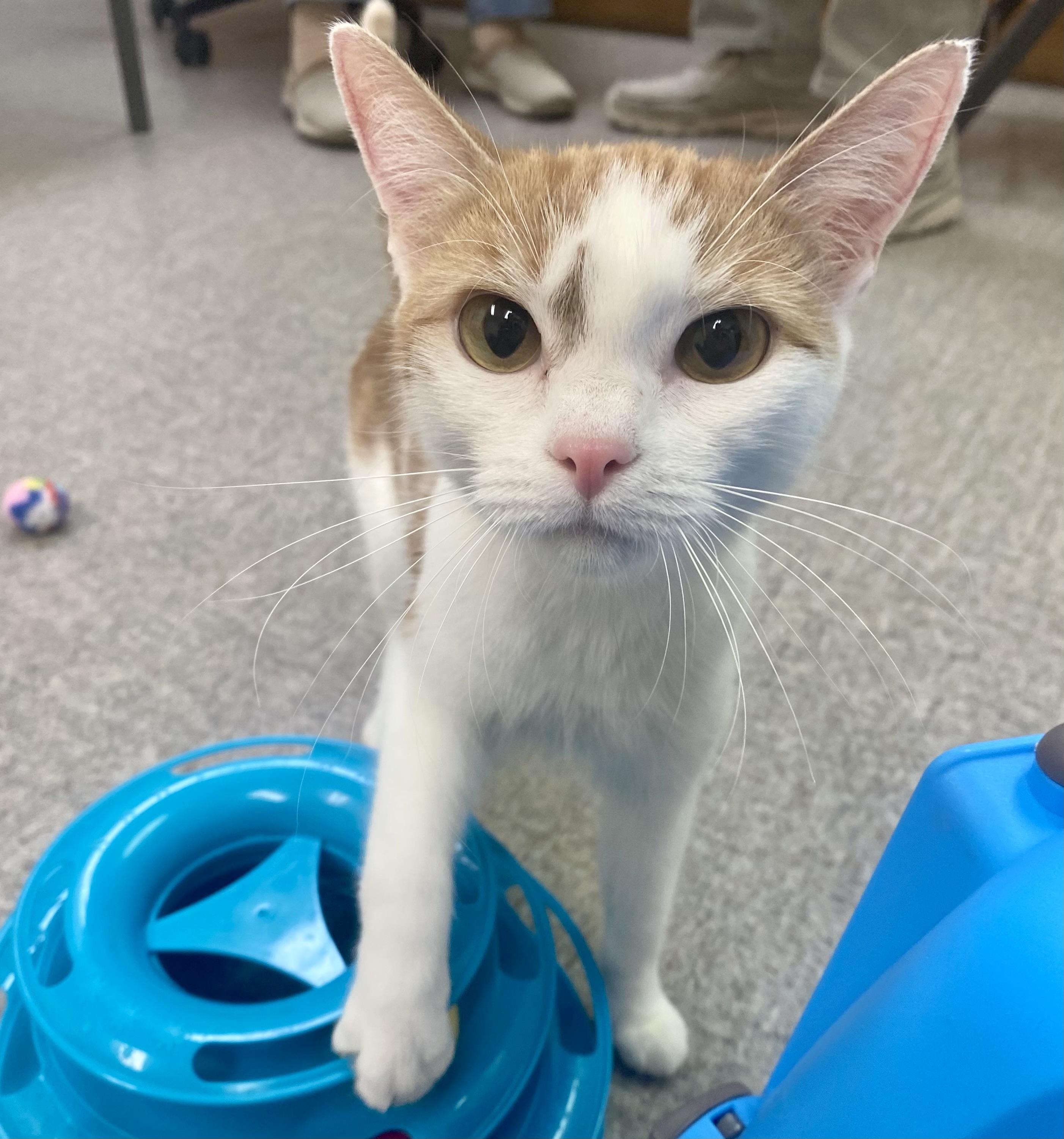 Sadie, Adopted, Adult Female Domestic Short Hair.