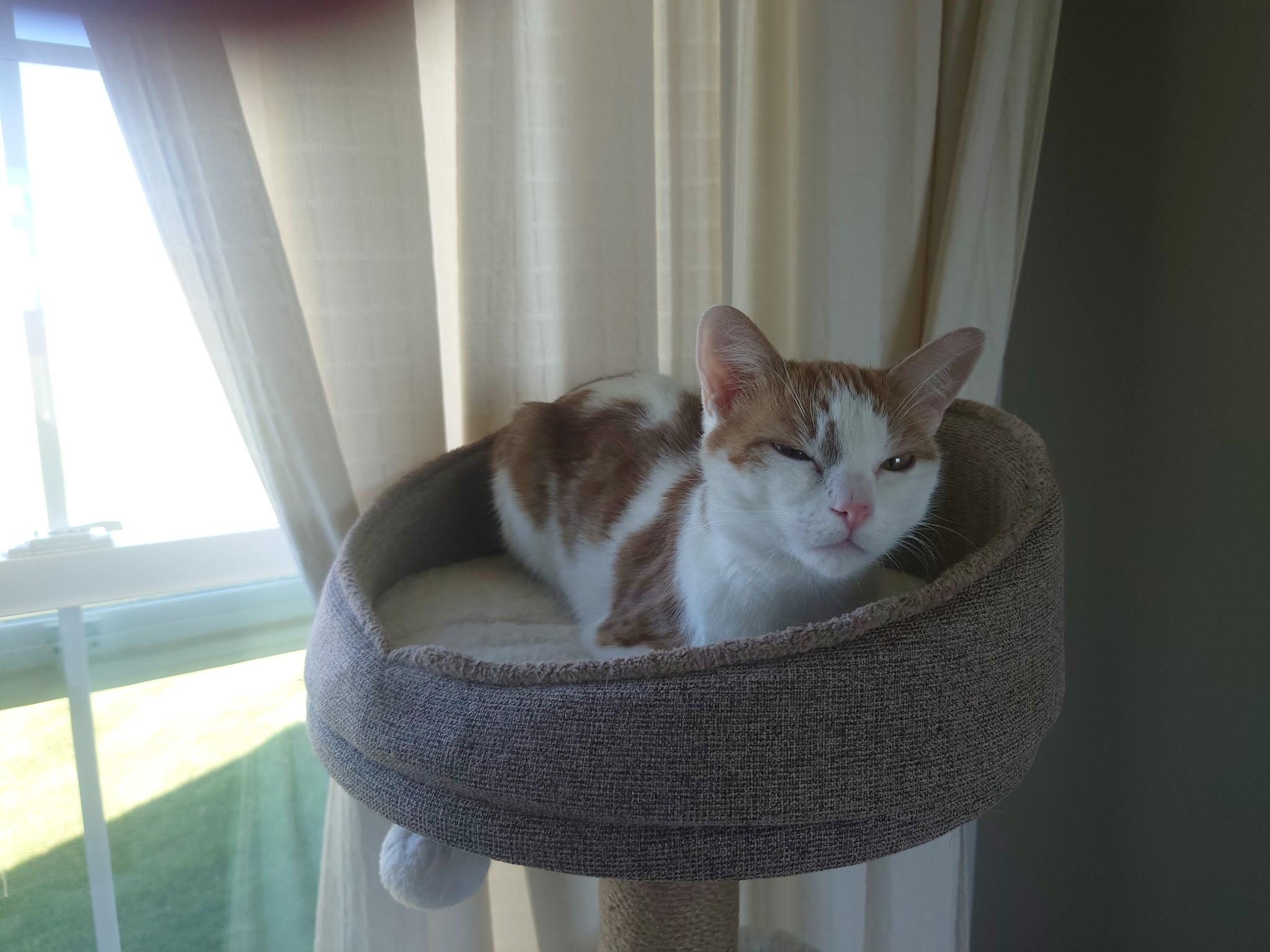 Enlarge Sadie, a Adopted Domestic Short Hair in Pocatello, ID image 6/6