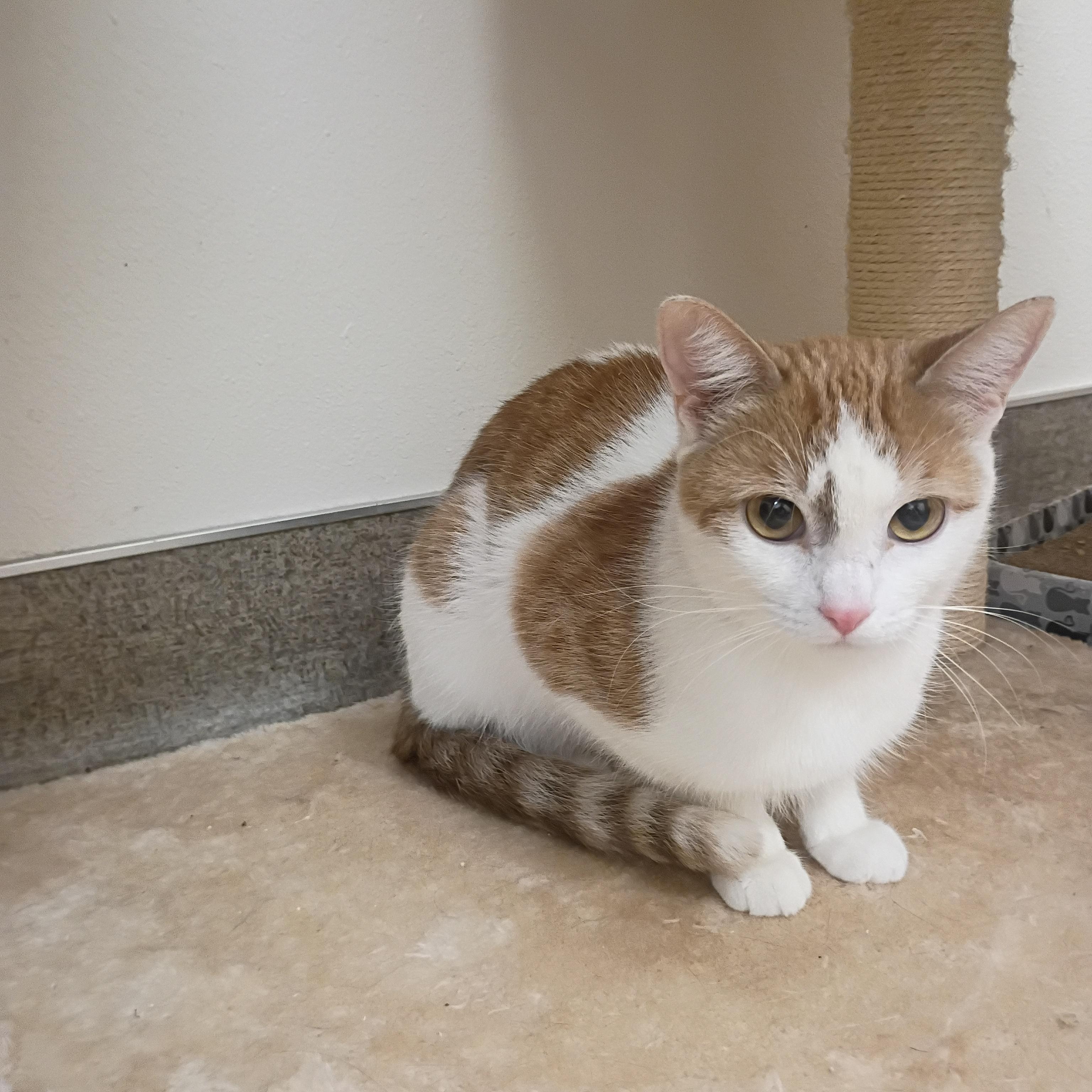 Sadie, an adoptable Domestic Short Hair in Pocatello, ID image 2/2