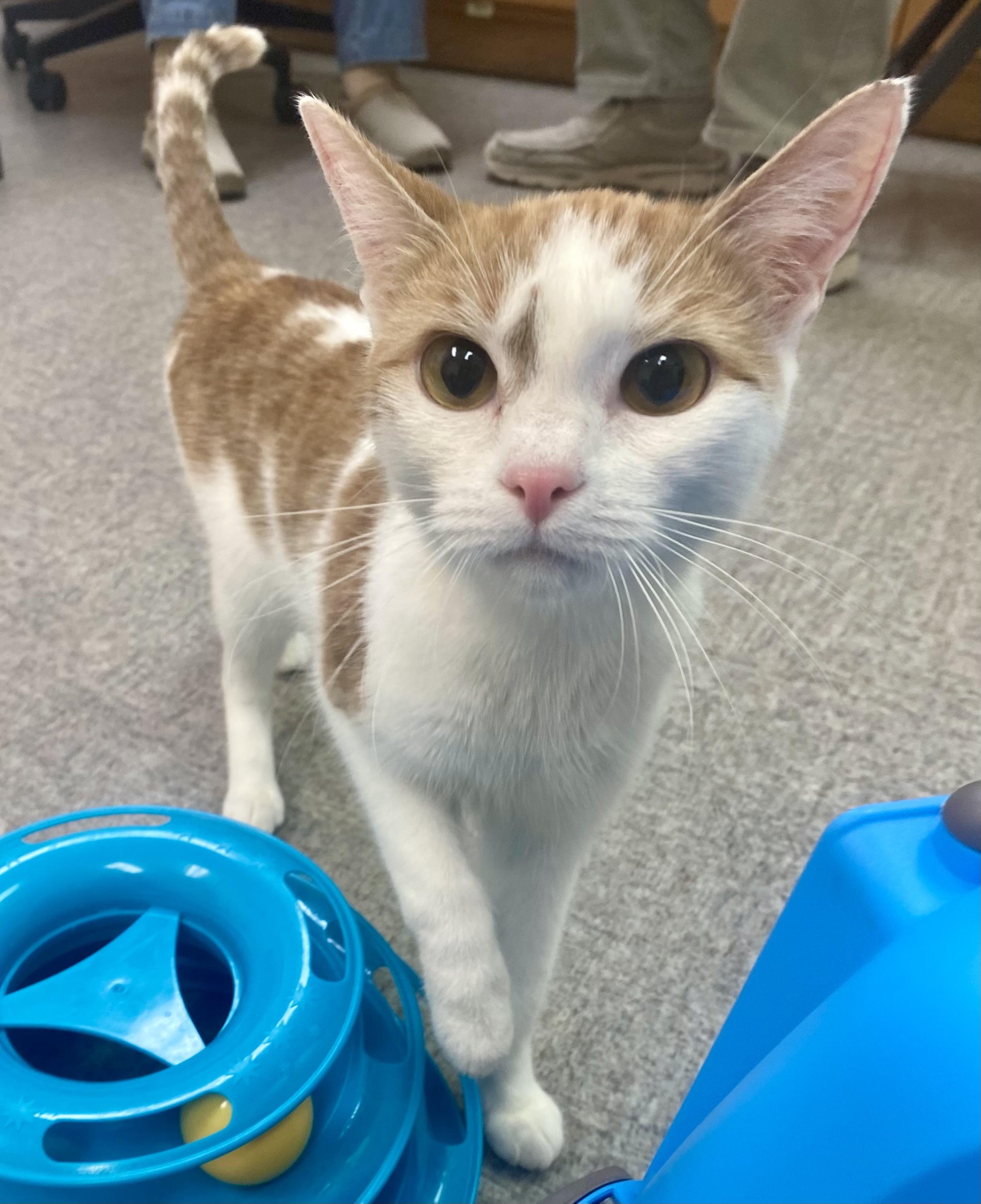 Enlarge Sadie, a Adopted Domestic Short Hair in Pocatello, ID image 3/6