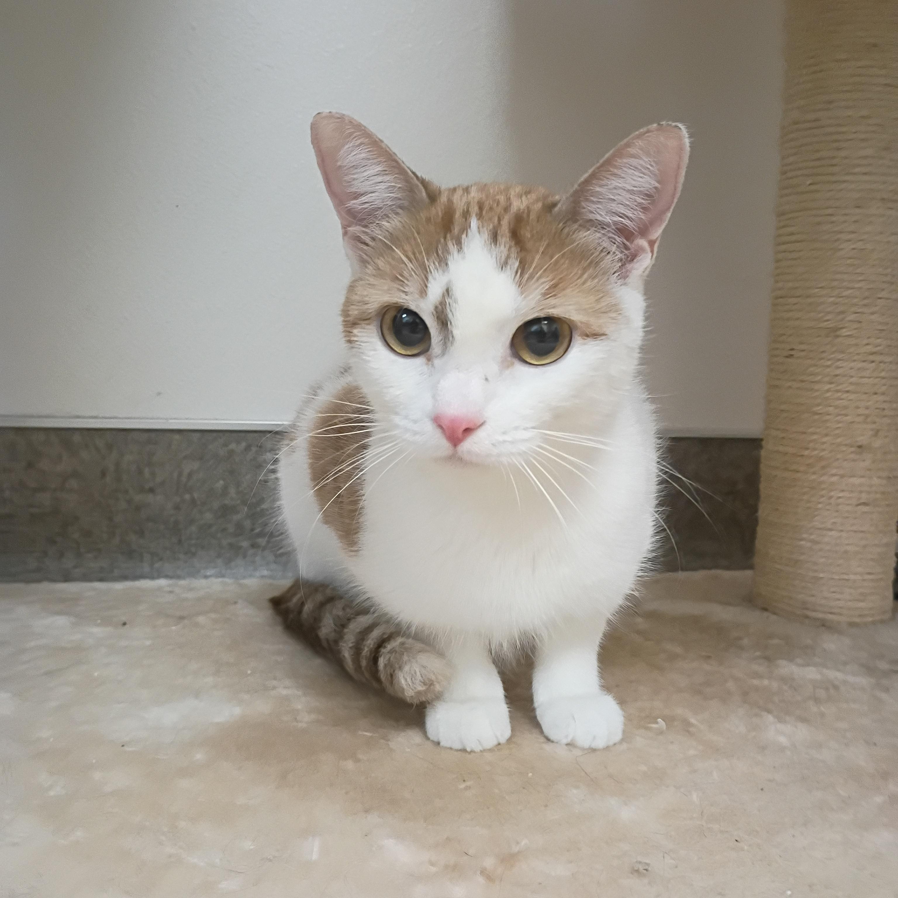 Sadie, adoptable, Adult Female Domestic Short Hair.