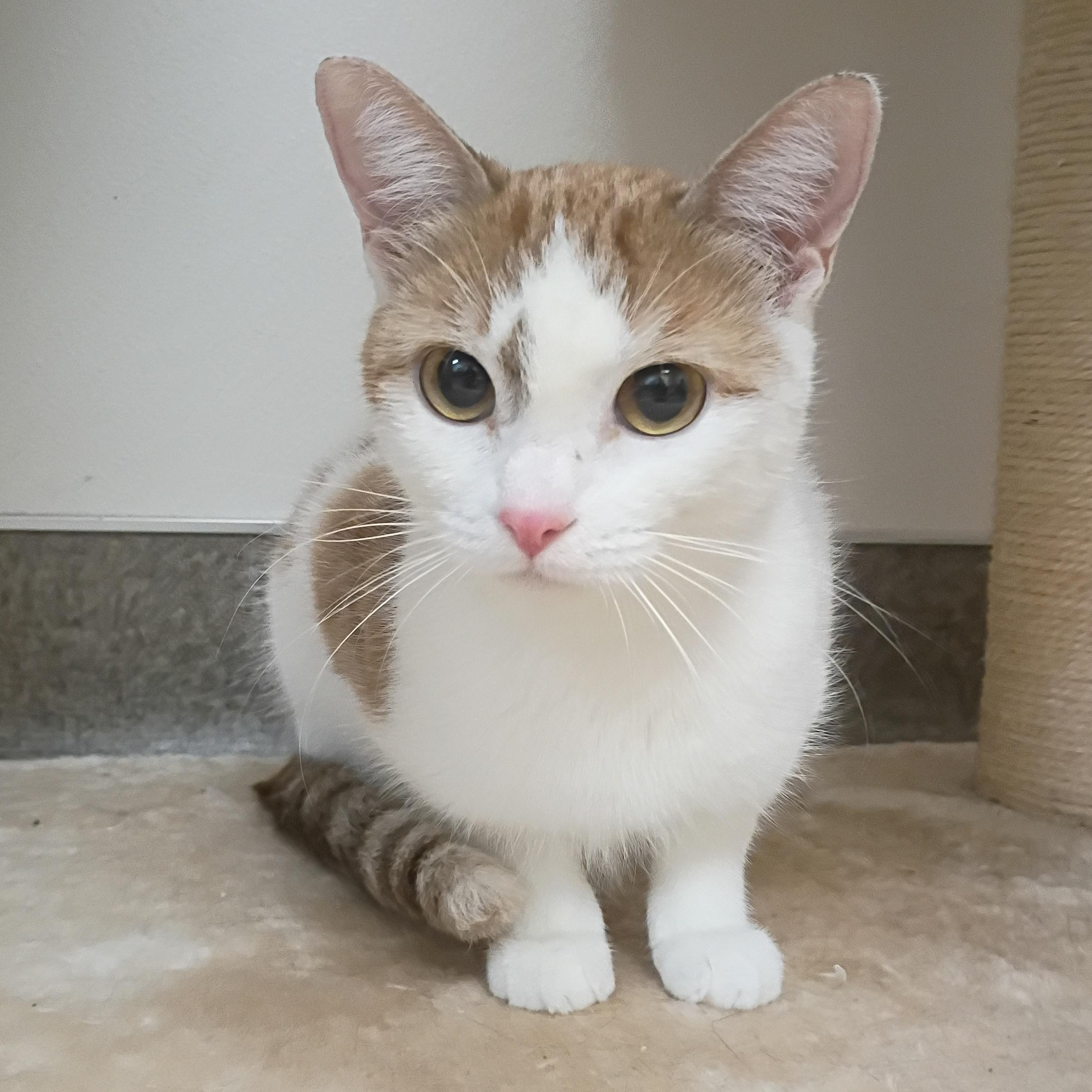 Enlarge Sadie, a Adopted Domestic Short Hair in Pocatello, ID image 2/6