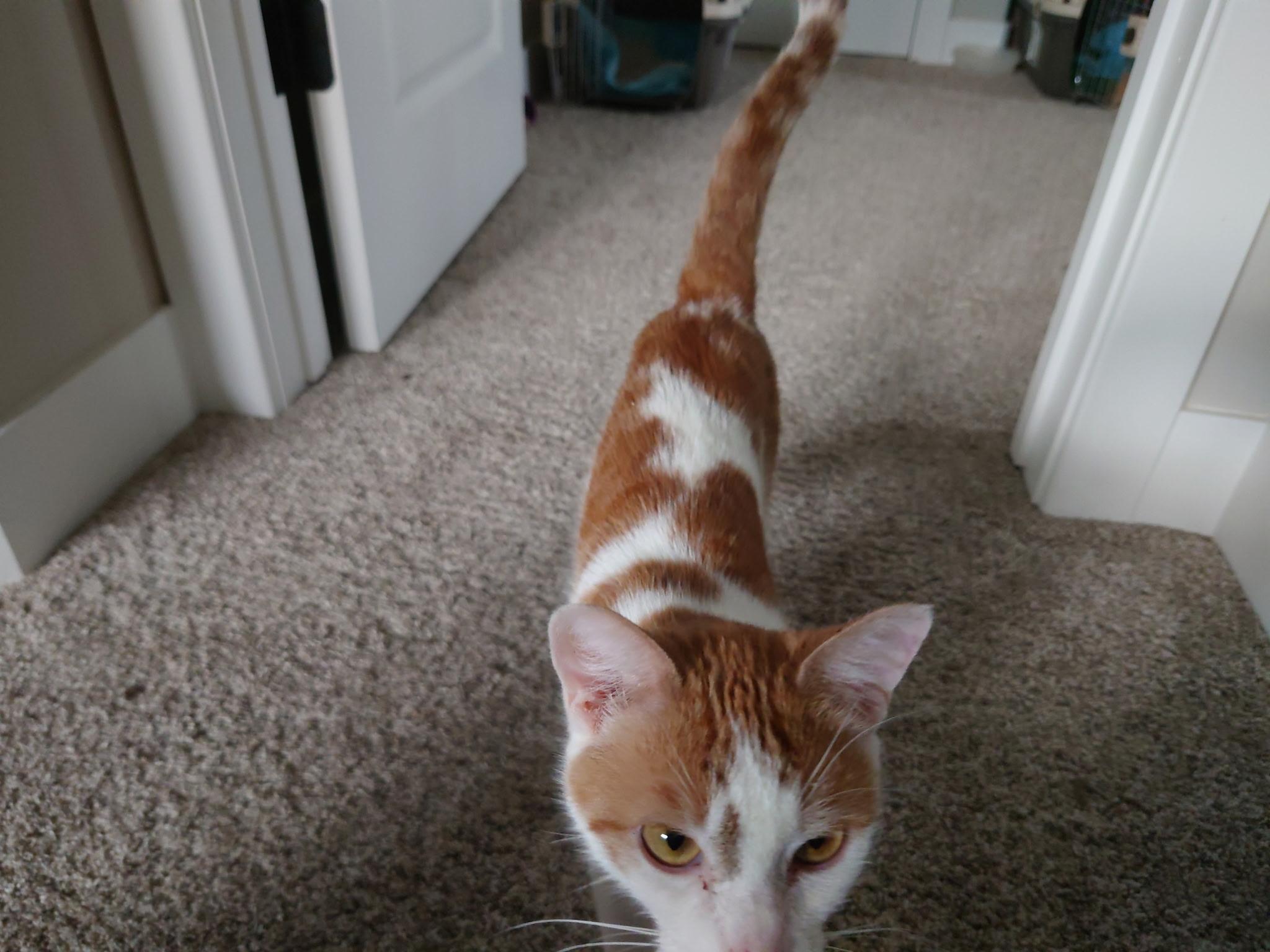 Enlarge Sadie, a Adopted Domestic Short Hair in Pocatello, ID image 5/6