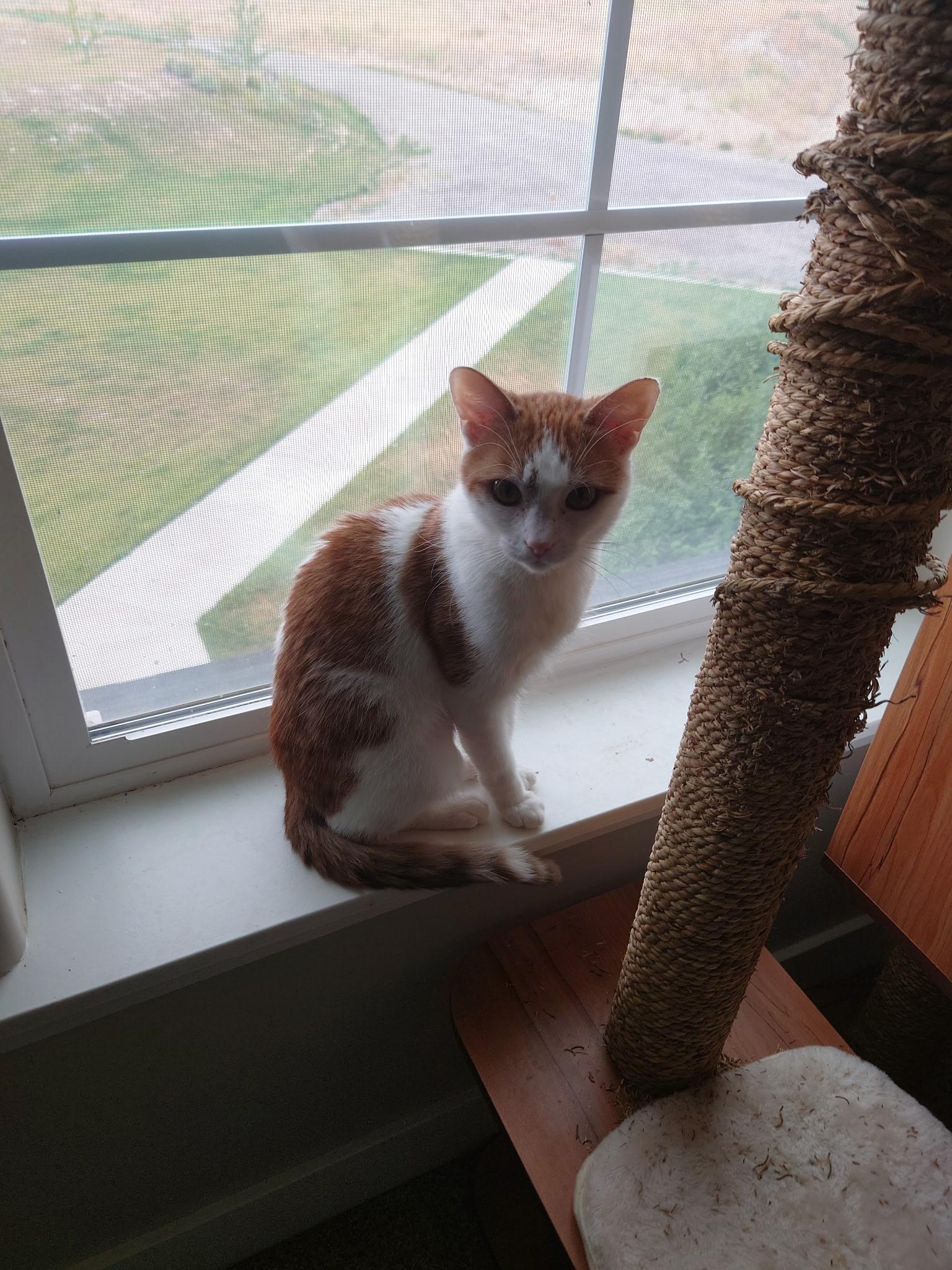 Enlarge Sadie, a Adopted Domestic Short Hair in Pocatello, ID image 4/6
