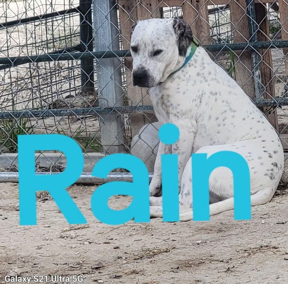Rain — thumbnail 2