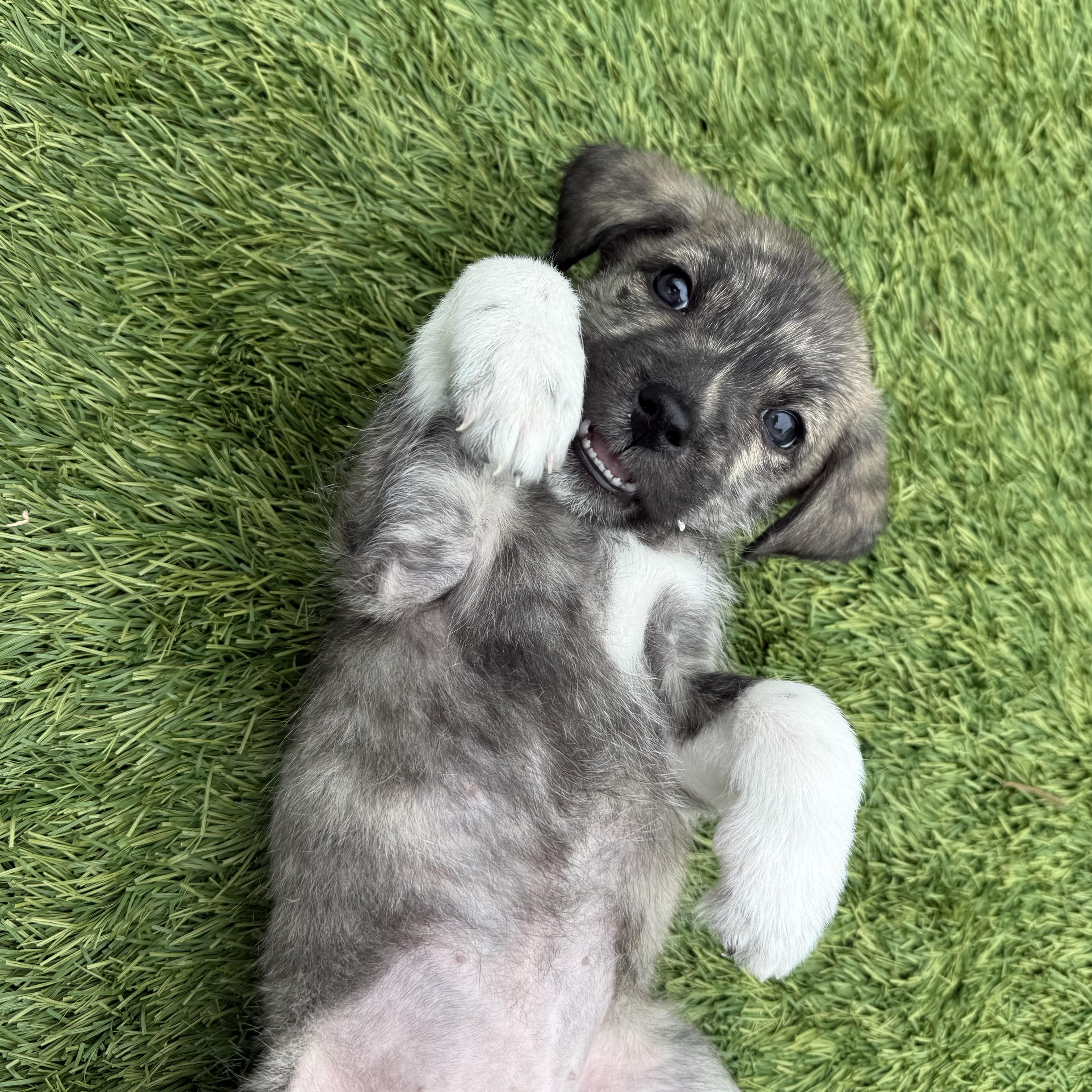 Moxie, ADOPTABLE, Puppy Female Boxer.