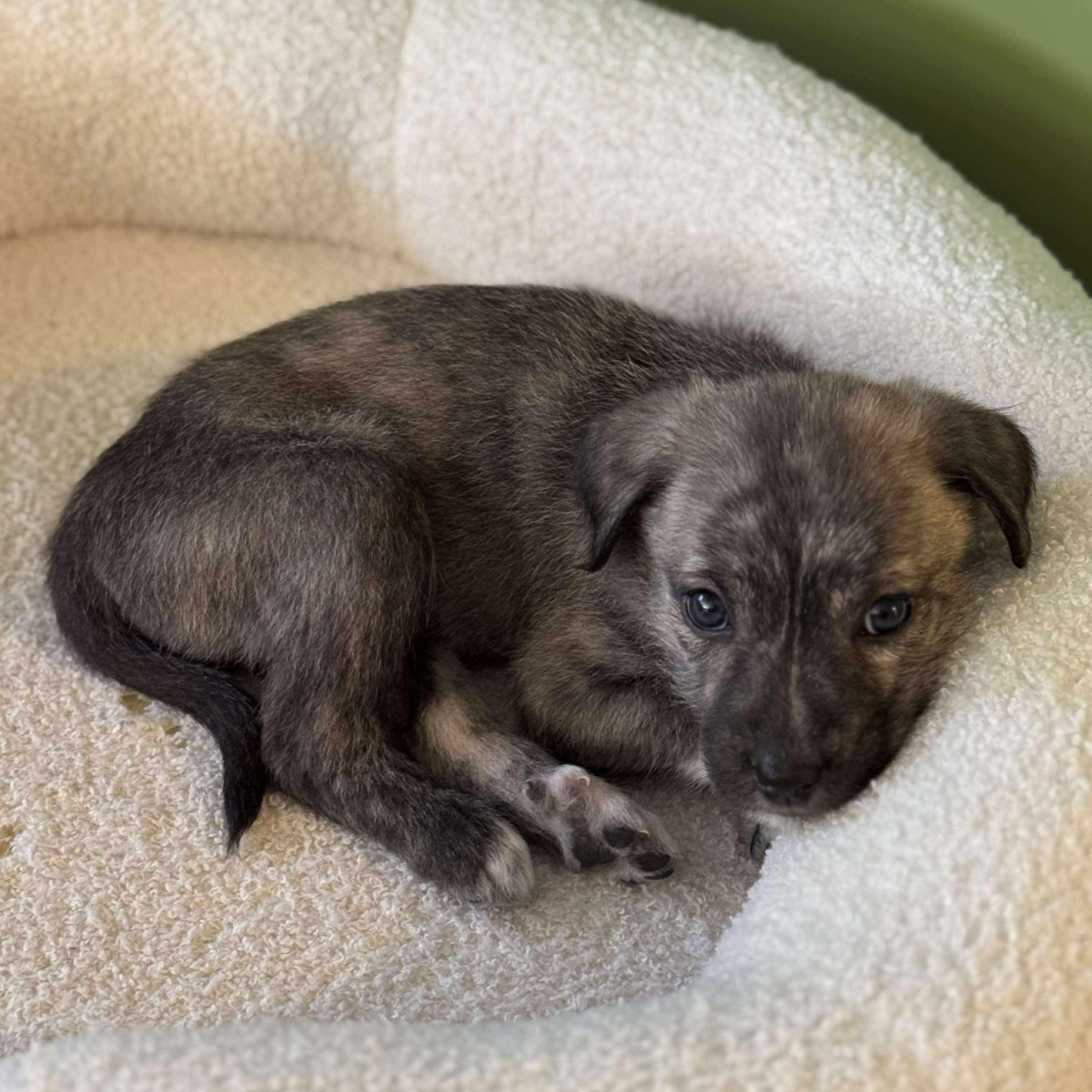 Enlarge Moxie, a ADOPTABLE mixed breed in Wando, SC image 4/4