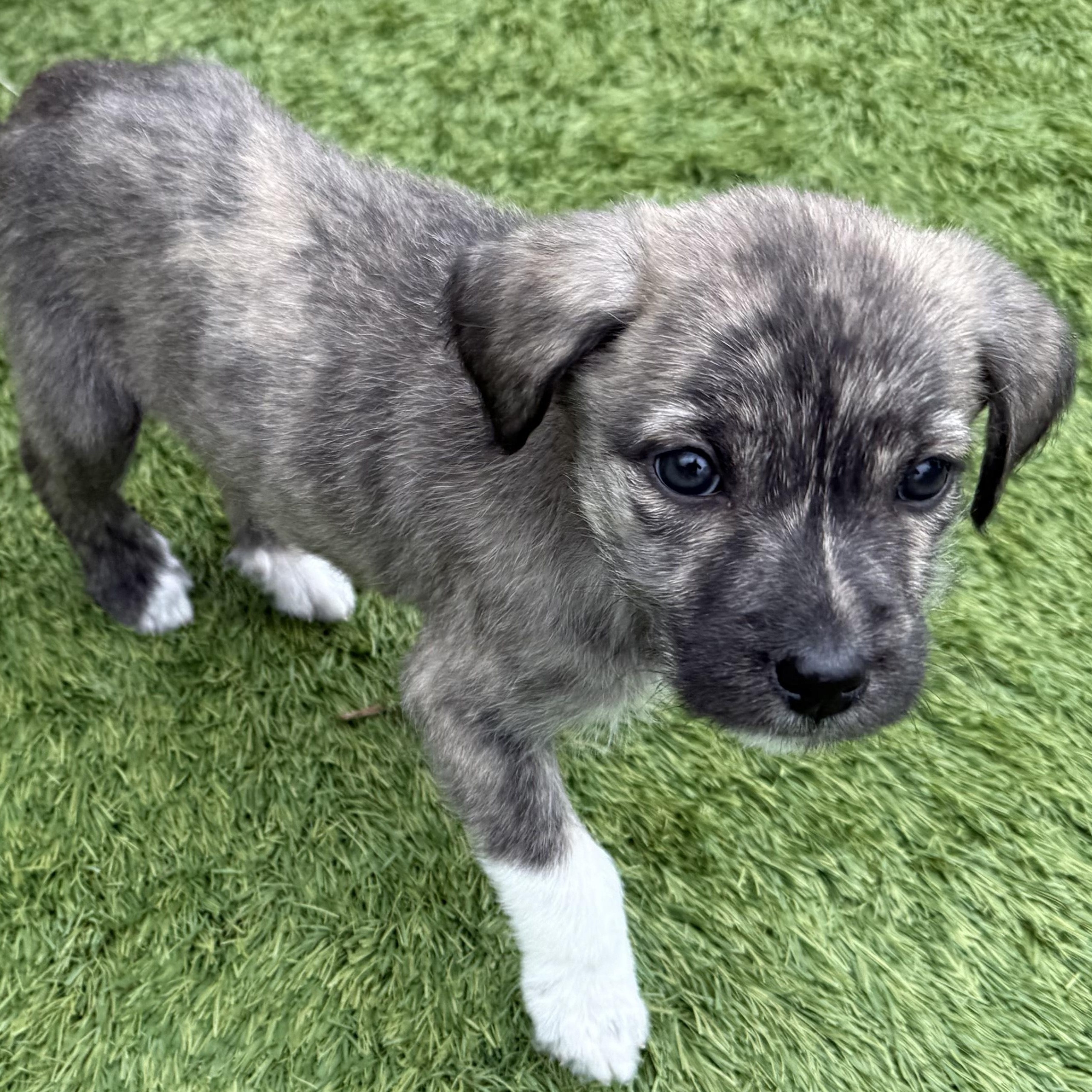 Enlarge Moxie, a ADOPTABLE mixed breed in Wando, SC image 2/4