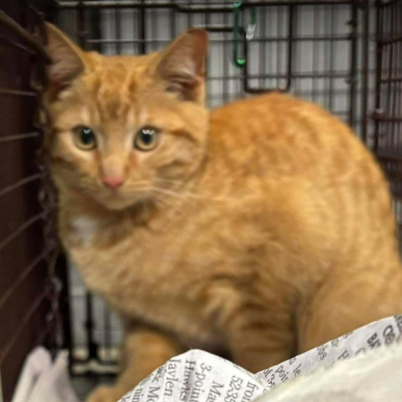 Goldberg (26-179), Adoptable, Kitten Male Domestic Short Hair.